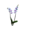 PHALAENOPSIS FROZEN P12 AZUL/ROSA 2 HT