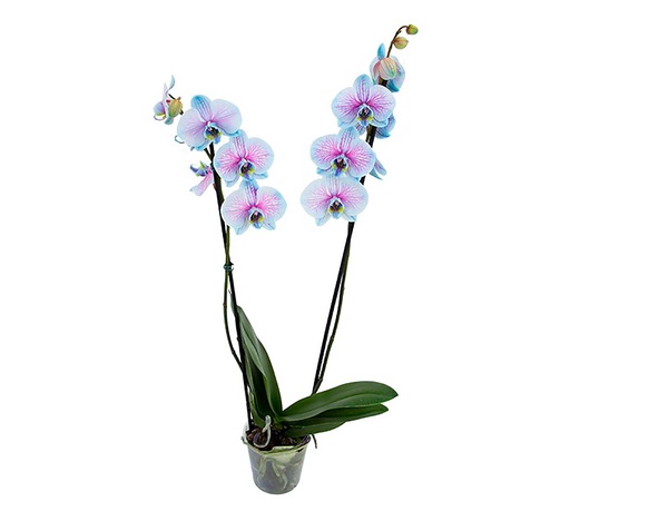 PHALAENOPSIS FROZEN P12 AZUL/ROSA 2 HT