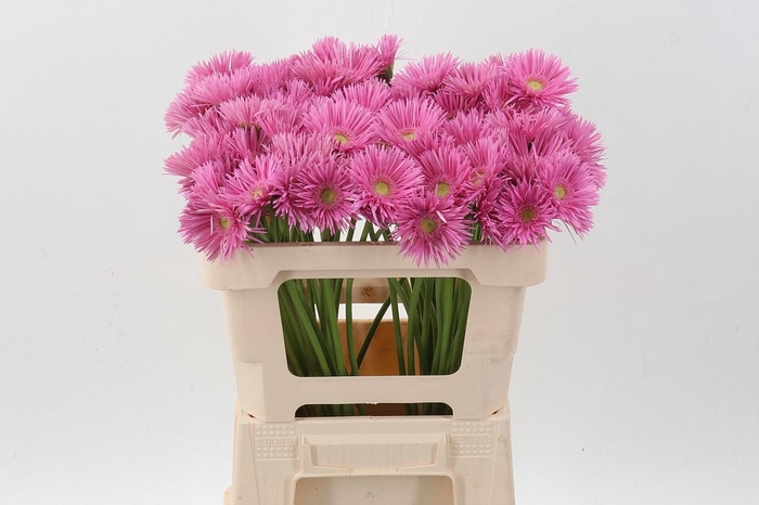 <h4>Ge Ms Punki May</h4>