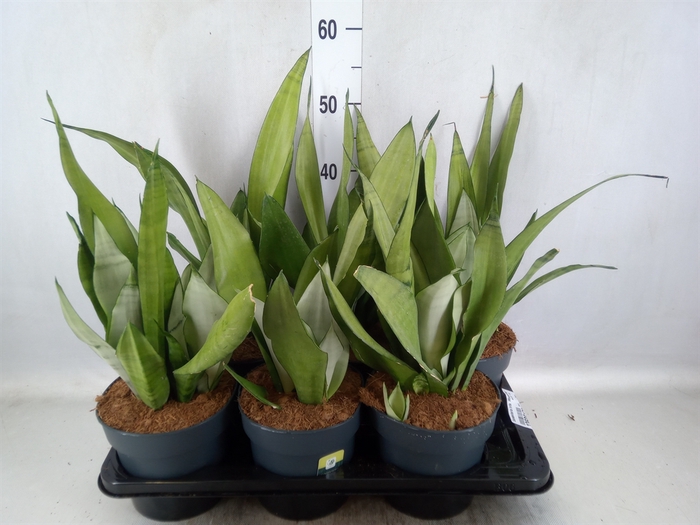 <h4>Sansevieria trifa. 'Moonshine'</h4>