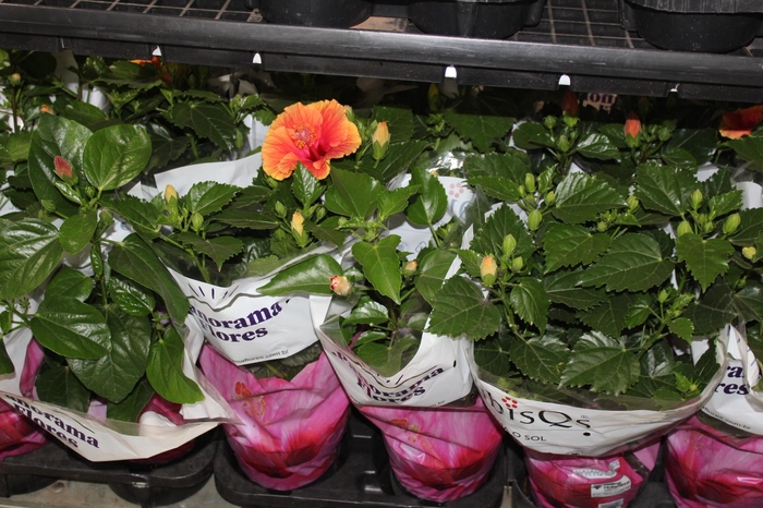 <h4>HIBISQS P17</h4>