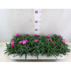 Dianthus car. 'Peman'