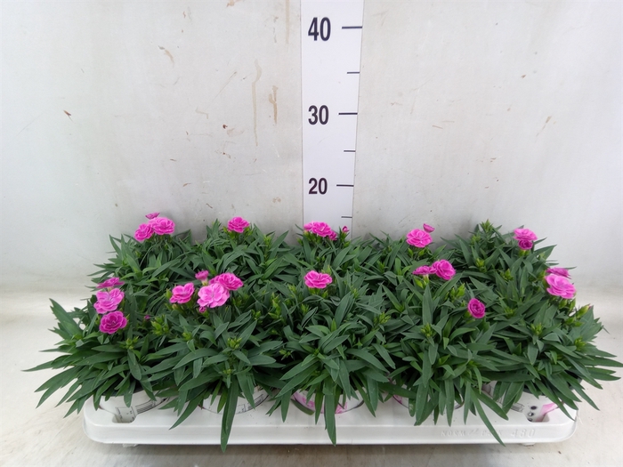 <h4>Dianthus car. 'Peman'</h4>