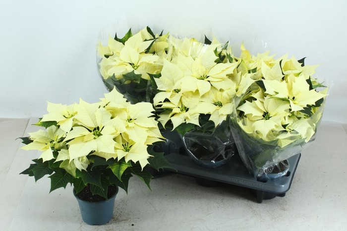 <h4>EUPHOR P ALASKA</h4>