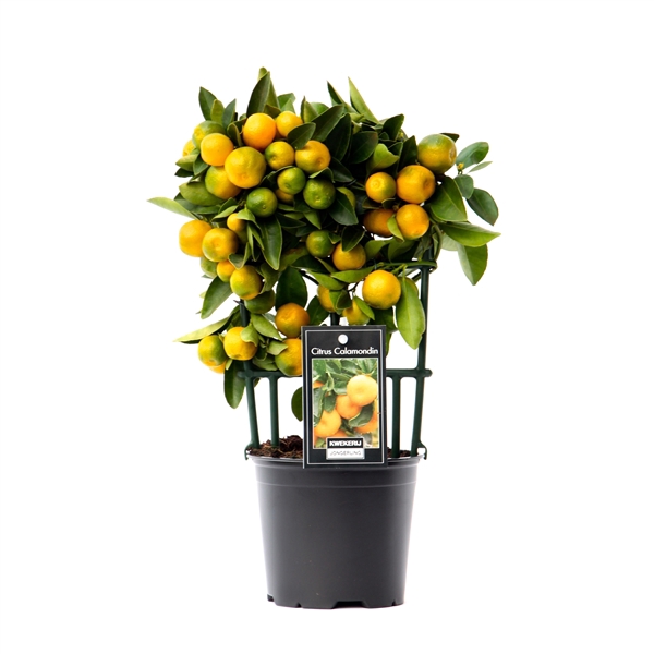 <h4>Citrus Calamondin</h4>