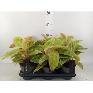 Aglaonema  'Salmon Fantasy'