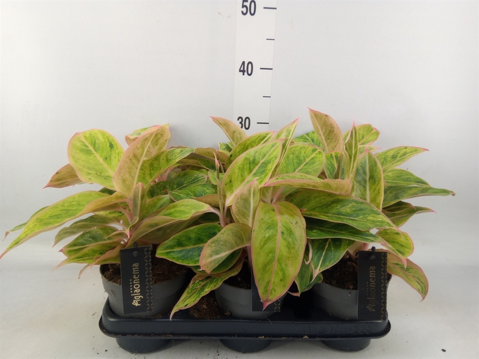 <h4>Aglaonema  'Salmon Fantasy'</h4>