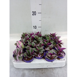 Tradescantia cerinth. 'Nanouk'