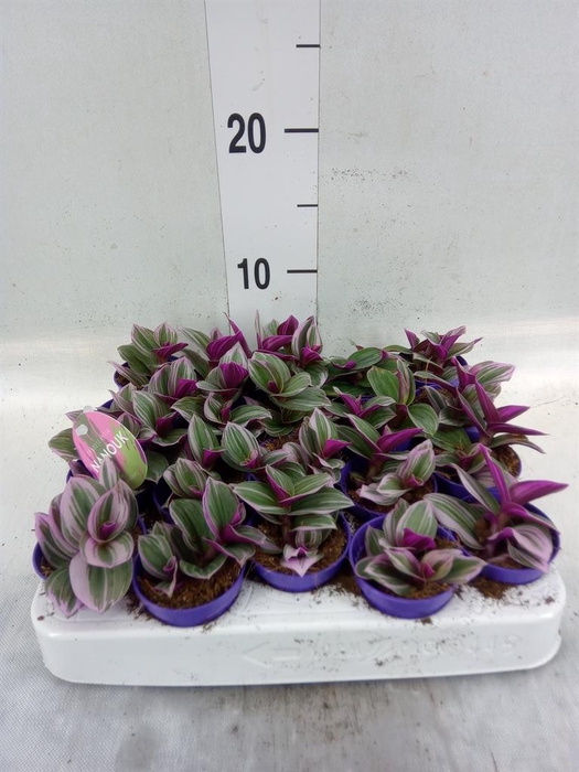 <h4>Tradescantia cerinth. 'Nanouk'</h4>