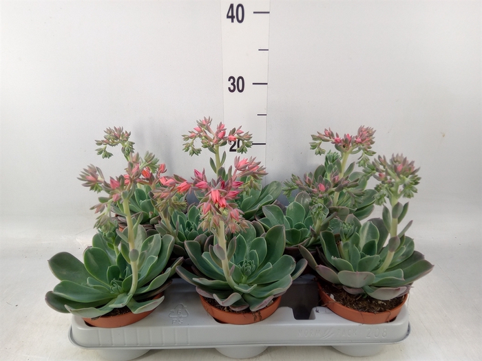 <h4>Echeveria  'Blue Prince'</h4>