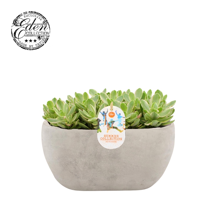 <h4>Crassula Moneymaker varie 25cm Summer Collection</h4>