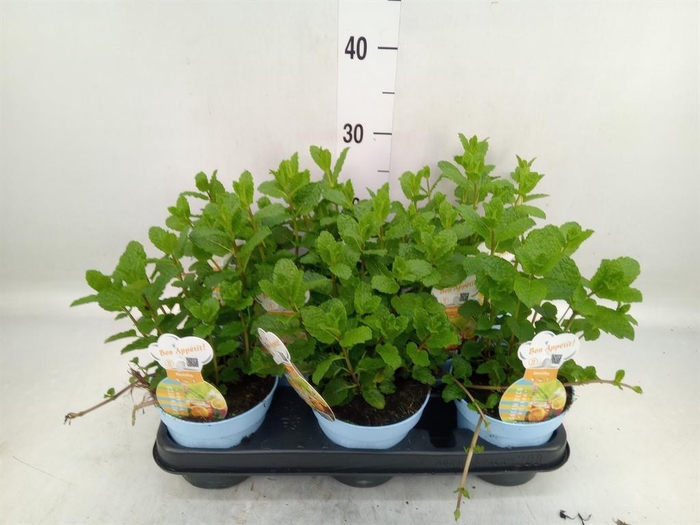 <h4>Mentha spicata</h4>