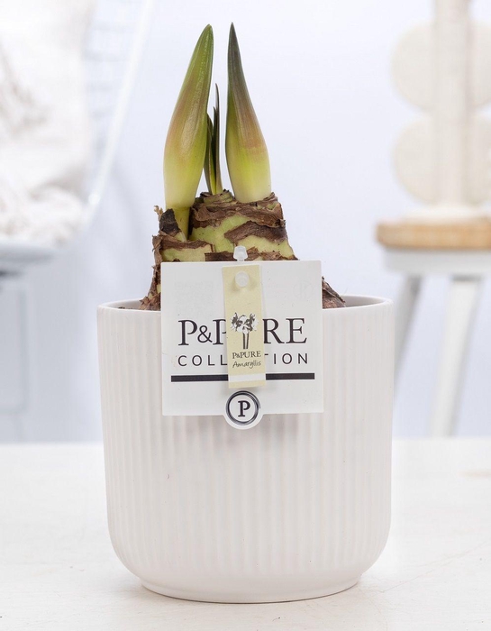 <h4>Hippeastrum red in P&PURE Sophie ceramics white</h4>