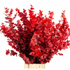 Euc. Stuart Preserved Red