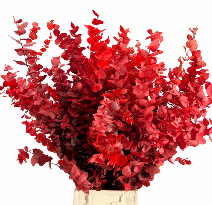 Euc. Stuart Preserved Red