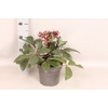 Helleborus Star of Passion