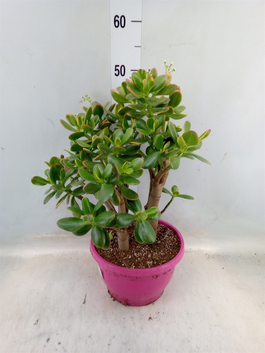 <h4>Crassula ovata 'Sunset'</h4>