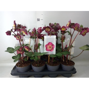 Helleborus  'Fkiss Vibey Velve'