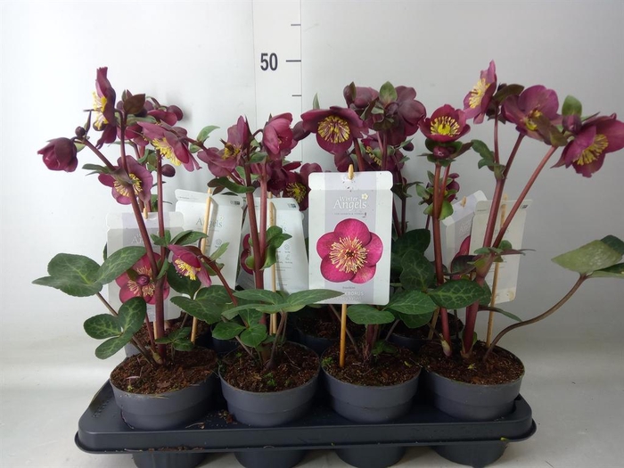 <h4>Helleborus  'Fkiss Vibey Velve'</h4>
