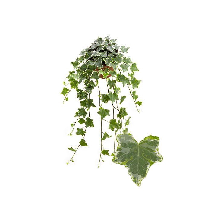 <h4>Mint Kolibri 13cm</h4>