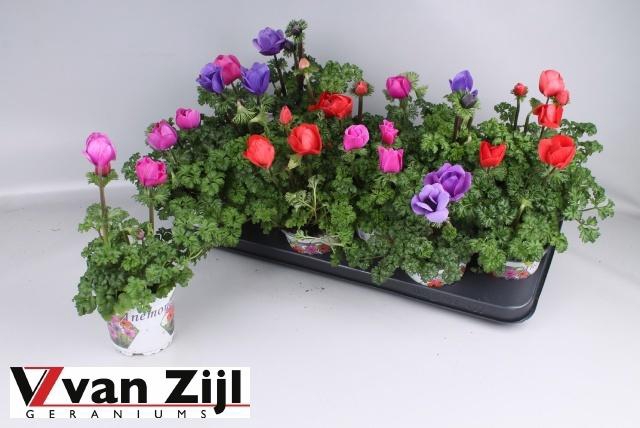 <h4>ANEM CO HARM GEM</h4>