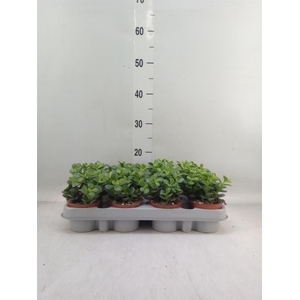 Crassula ovata 'Minor'