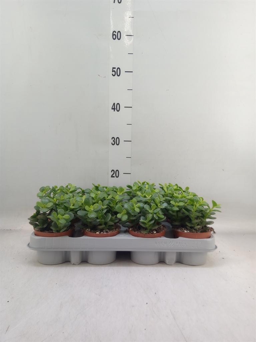 <h4>Crassula ovata 'Minor'</h4>