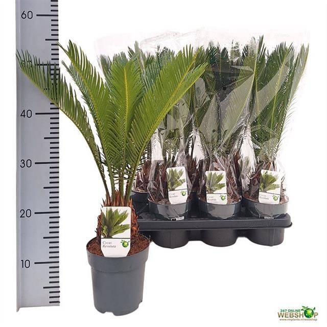 <h4>CYCAS REVOLUTA</h4>
