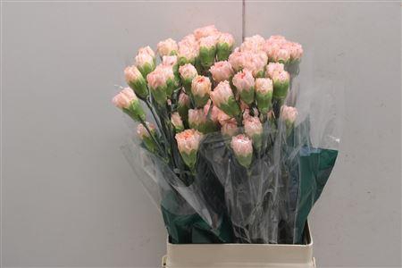 <h4>Di St Peach Mambo</h4>