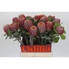 Banksia Coccinea