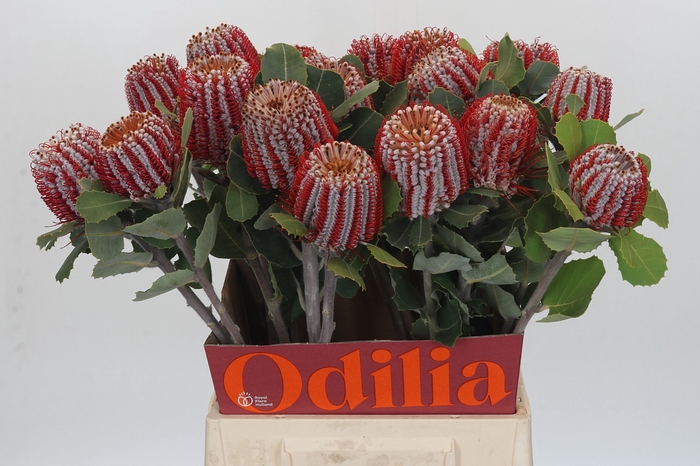 <h4>Banksia Coccinea</h4>