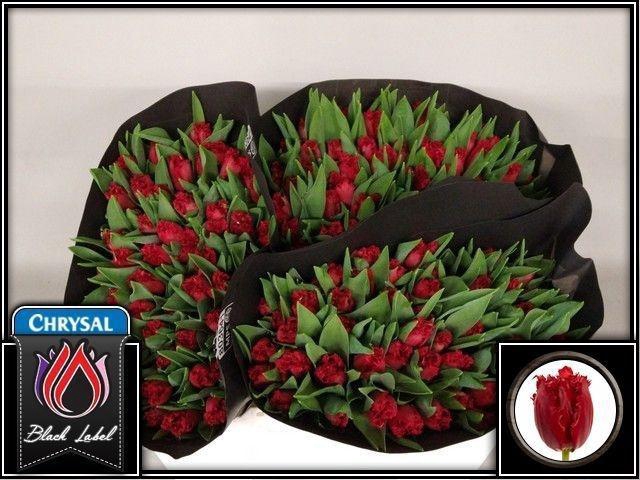 <h4>TU FR INDIANA</h4>