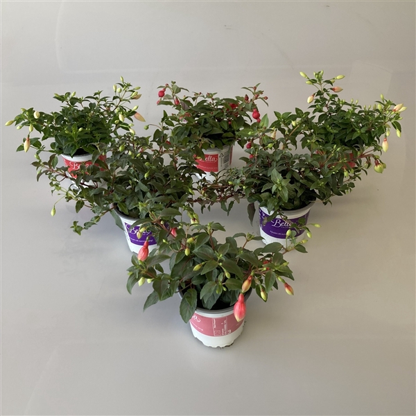 <h4>Fuchsia 'Bella' Hangend Mix 10,5cm</h4>