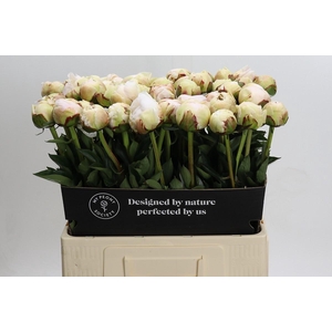 Paeonia Odile