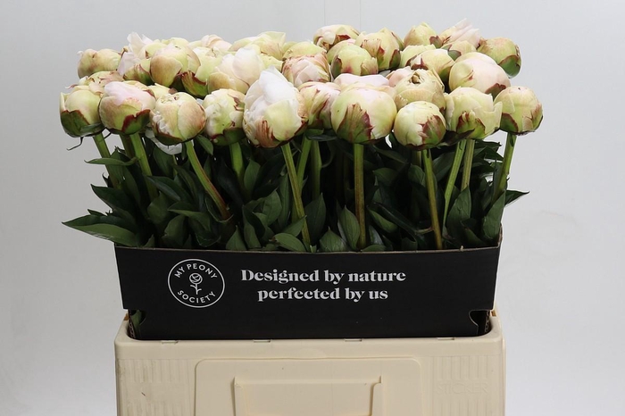 <h4>Paeonia Odile</h4>
