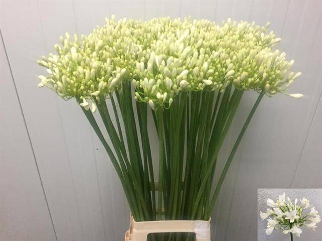 <h4>Agapanthus Casablanca</h4>