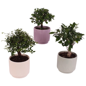 Bonsai Indoor Mix Ø12cm Ball Shape in Ø14cm Ceramic SE571