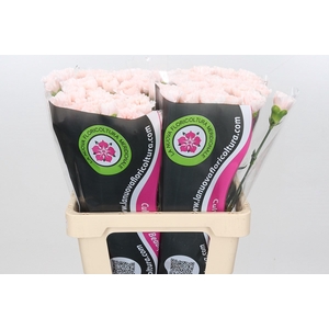 Dianthus St Maruchi (import) Col