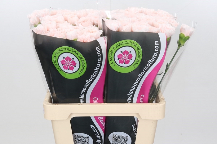 <h4>Dianthus St Maruchi (import) Col</h4>