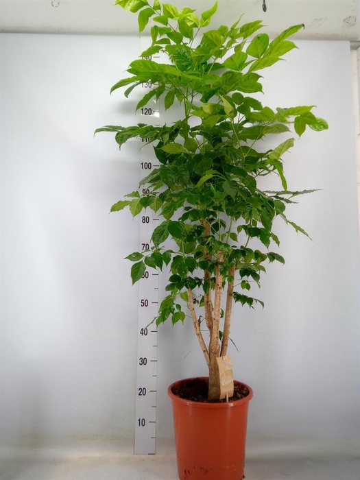 <h4>Radermachera sinica</h4>