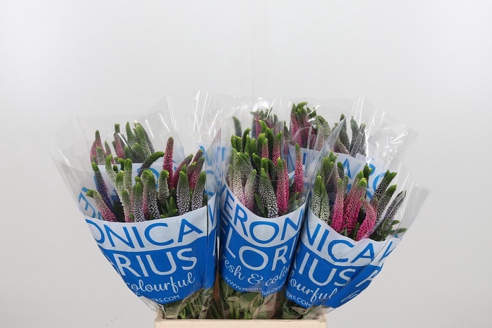 <h4>Veron Smart Col Gem</h4>