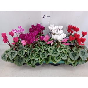 Cyclamen KL 'Picasso'