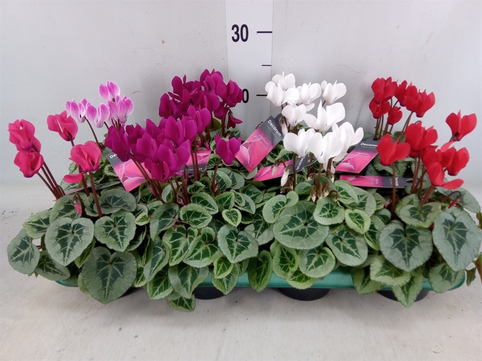 <h4>Cyclamen KL 'Picasso'</h4>