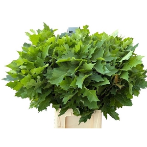 Querc Rubra 80 Cm