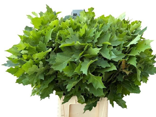 <h4>Querc Rubra 80 Cm</h4>