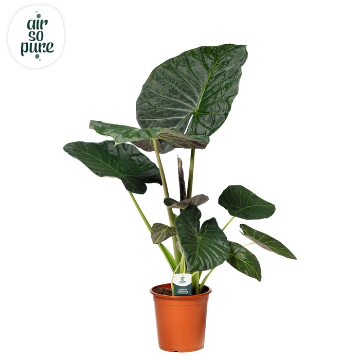 <h4>Alocasia 'Regal Shields'</h4>