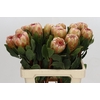 Protea Grandicolor
