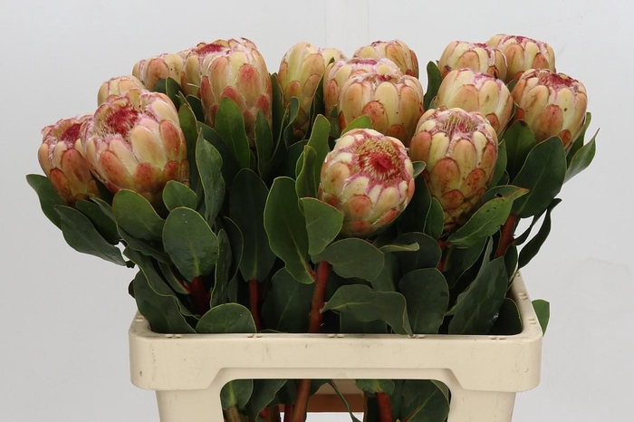<h4>Protea Grandicolor</h4>