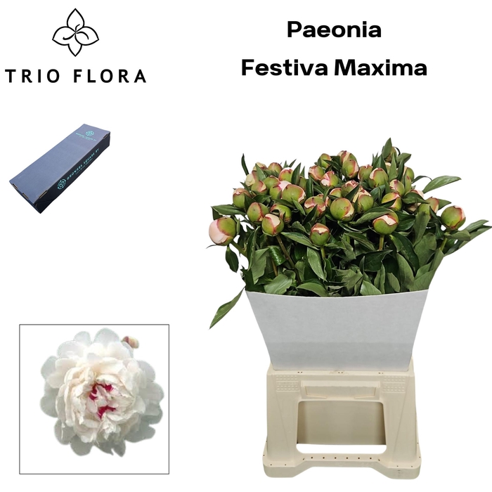 <h4>PAEO L FESTIV MAXIMA S Box</h4>