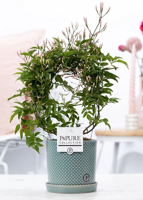 <h4>Jasm Poly Boog Keramiek Lauren</h4>